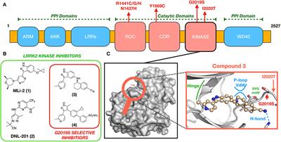 Development of mutation-selective LRRK2 kinase inhibitors as precision medicine for Parkinson's disease and other diseases for which carriers are at increased risk